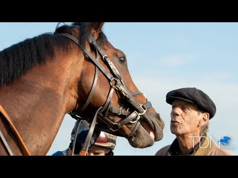 Favourite Horse: The TDN European Staff