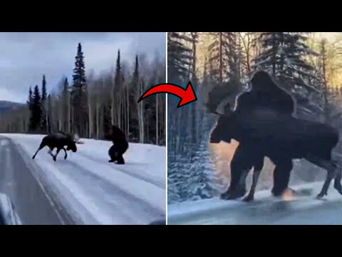 Ich sah, wie BIGFOOT in Montanas Wald ein Reh angriff – Die Behörden zwangen mich zu SCHWEIGEN!