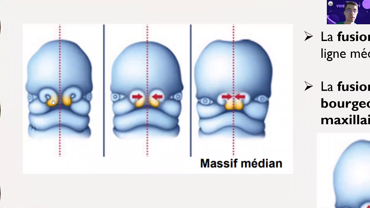TTR S2-[PASS]-UE(S2) / Embryologie - 2ème mois de développement