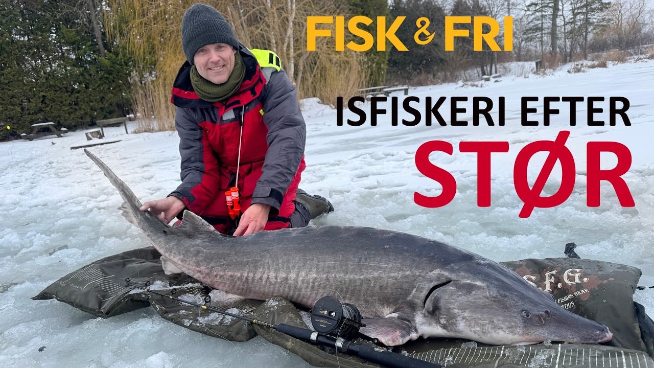 NY VIDEO: STØRFISKERI FRA ISEN