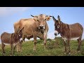 PUNDA NA NG OMBE KUHARIBU SHULE ZANZIBAR