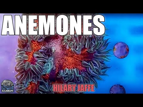 Felsenanemonen – Pflege, Fütterung & Verträglichkeit – Hilary Jaffe