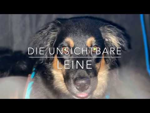 CimL_ Unsichtbare Leine über das Training der Rückorientierung