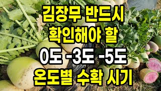 김장무 수확시기 반드시 확인해야 할 0도 -3도 -5도 온도별 김장무우 뽑는시기
