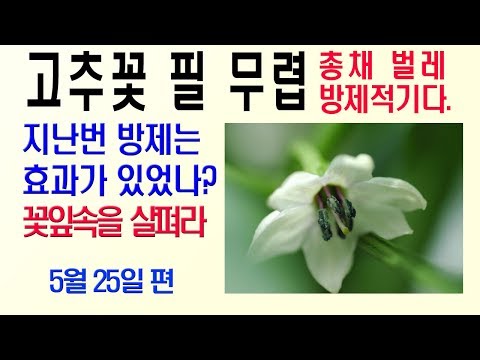 , title : '고추총채벌레방제시기 고추진딧물방제 고추재배'