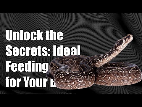 Unlock the Secrets: Ideal Feeding Schedule for Your Adult Rainbow Boa!