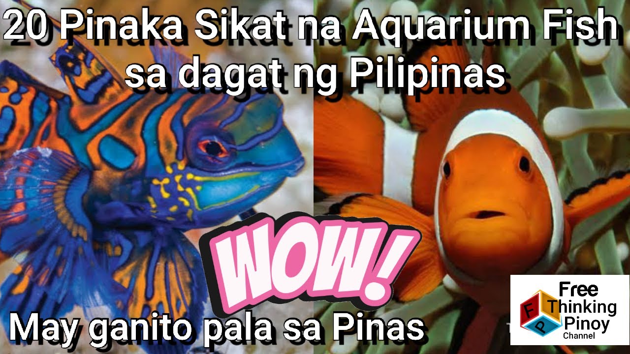 Putar video TOP 20 AMAZING OCEAN FISH NATIVE TO PHILIPPINES | Magandang isda sa dagat ng Pilipinas sekarang TOP 20 AMAZING OCEAN FISH NATIVE TO PHILIPPINES | Magandang isda sa dagat ng Pilipinas