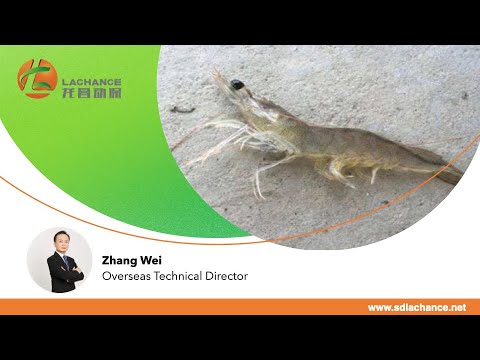 The Causes and Prevention Strategies of Shrimp Disease, Shrimp Health