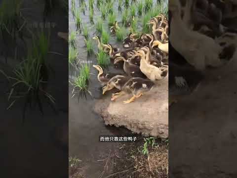 別人還在人工除草，他直接放鴨子解決問題
