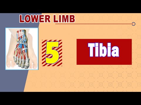 𝟎𝟓. 𝐓𝐢𝐛𝐢𝐚 (عظمة القصبه)