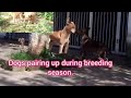 The Mating Journey Of Dogs In Breeding Season