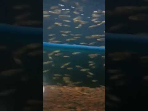 baby channa asiatica #shorts