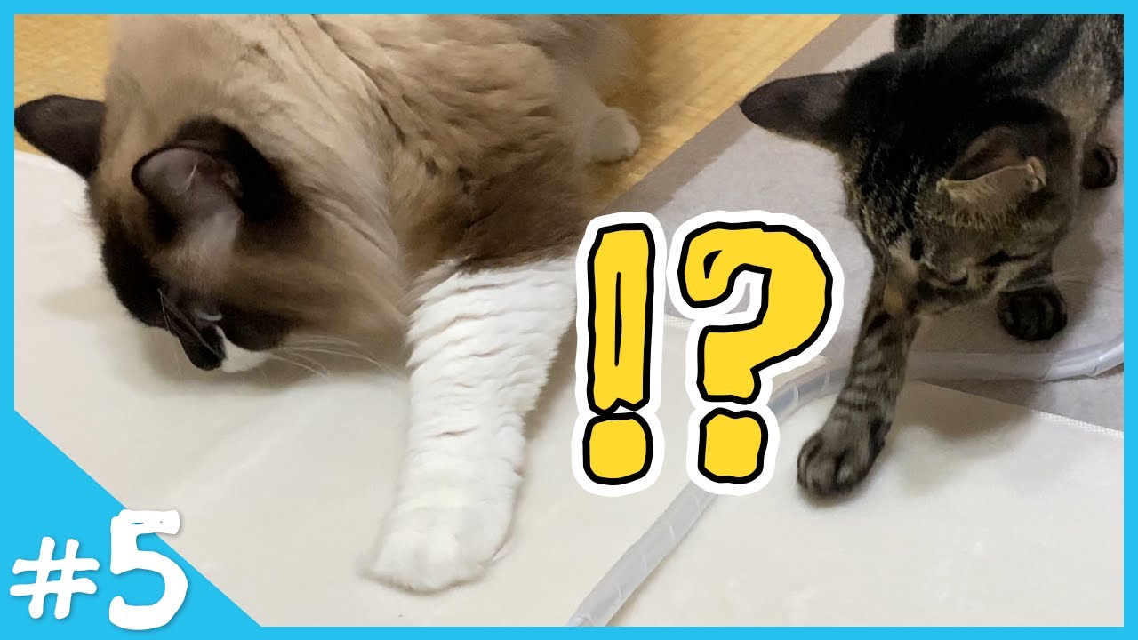 初めてのラグマットふわふわ体験を肉球が拒んでしまうけど…【VLOG#5】