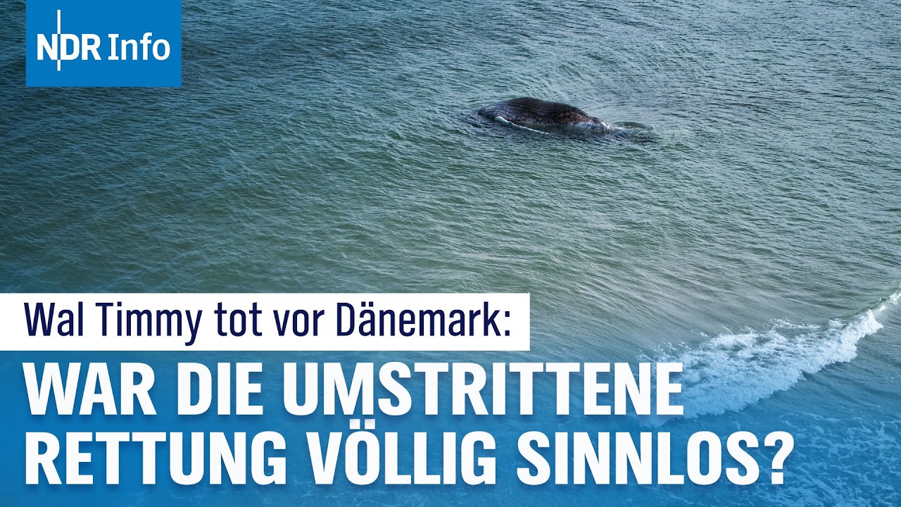 Ostsee-Wal Timmy tot vor Dänemark: Was jetzt mit dem Buckelwal-Kadaver geschieht (NDR Info)