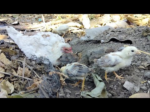 Breeding Materials my personal line , White Claret X sweater