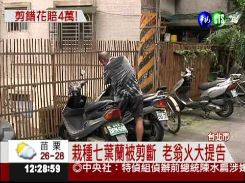 剪鄰居2株七葉蘭 惡意毀損罰4萬