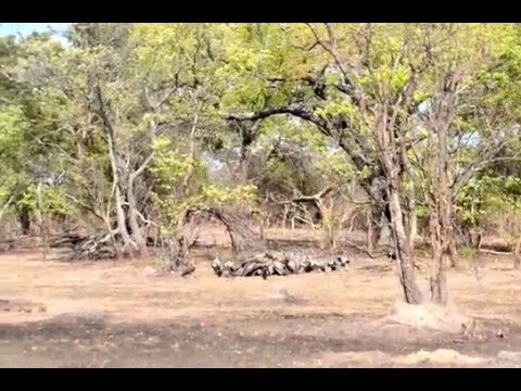 Vultures swoop down on the remains of Wild Dog kill in Central Kafue National Park.