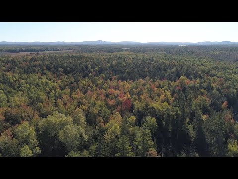 Forestry for the Future: Lessons in Sustainable Management from Maine