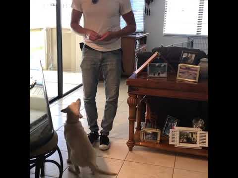 Oceans K9 Dog Training video.