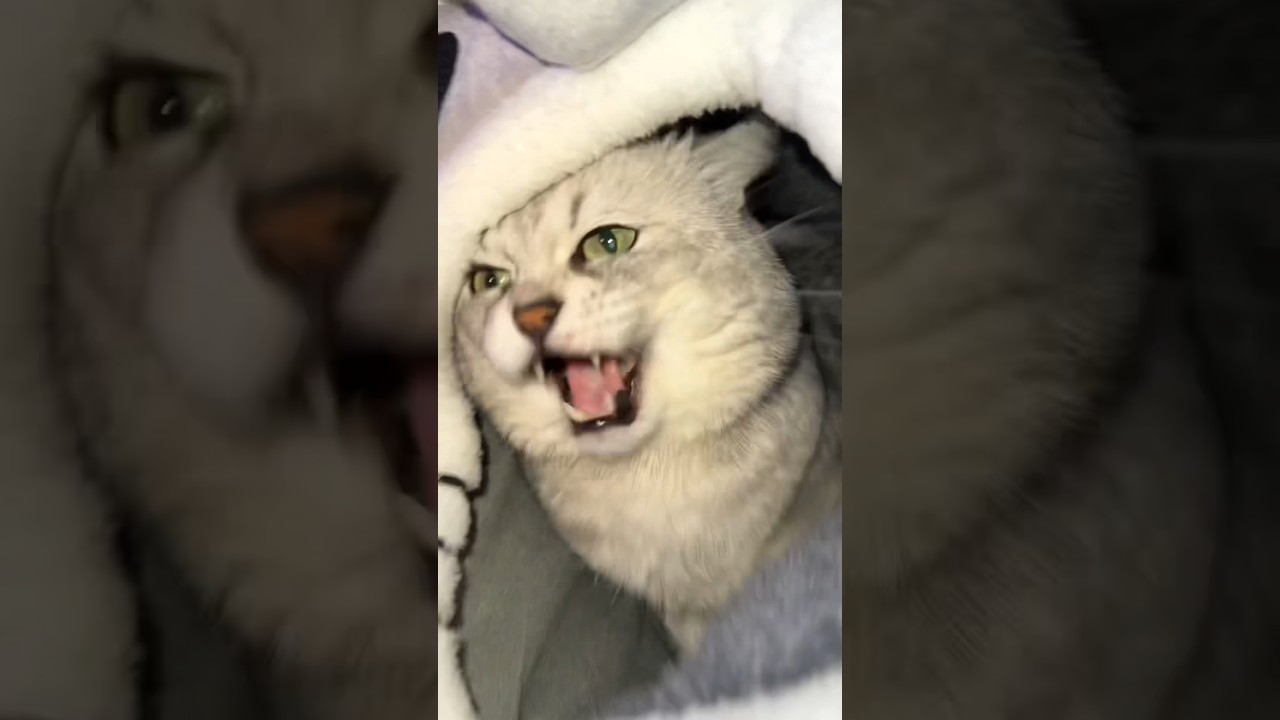 BARKING CAT GETS MAD..