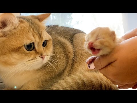 Daddy cat meets a newborn kitten and turns away from him