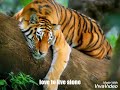 Tiger Attitude Status