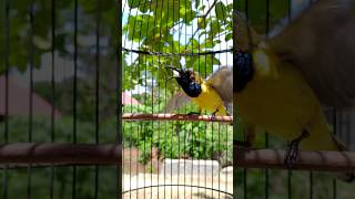 Download lagu sogon gacor sekali dengar pasti nyaut mp3