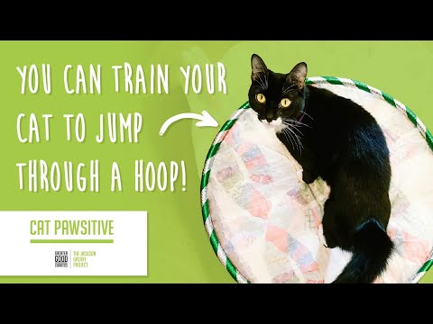 Cat Pawsitive: Home Edition | Train Your Cat to Jump Through a Hoop!