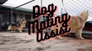 How to Help Breed Dogs With Dog Mating Assist | Explained