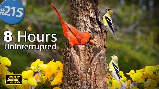 TV for Cats 😻 8 Hours of Birds 🐦 & Squirrels 🐿Feeder Uninterrupted CatTV  @LensMyth