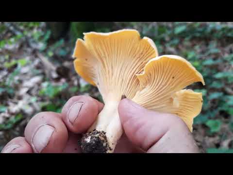 GLJIVE NAŠIH ŠUMA - Lisičarka (Cantharellus cibarius), 9.6.23.