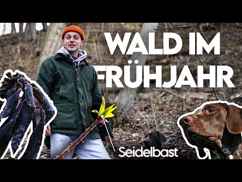 Was macht der Wald im Frühling? Waldspaziergang mit einem Förster - Forst erklärt