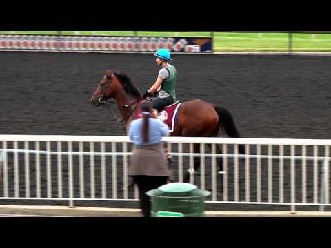 American  St  Leger Update 8/12/16