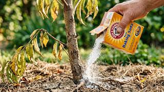 Nobody Tells You! How Baking Soda Saves Struggling Peach Trees & Cures Yellow Leaves Fast
