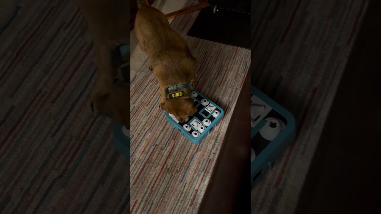 Zoey, a Adoptable mixed breed in Fairfax Station, VA video 6/6