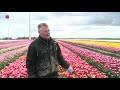 Tulpenvelden handmatig gecontroleerd op afwijkende exemplaren