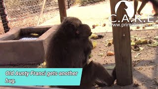 Primate Rehabilitation - Ex-Pet Baboon Orphan Hayley's Introductions to New Baboon Family