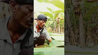 Download lagu totoriyal ngeret daun #farming mp3 Download lagu totoriyal ngeret daun #farming mp3