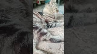 Download lagu #kucinggemoy ku lagi garukan mp3