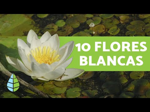 , title : '10 PLANTAS con FLORES BLANCAS - Nombres y Cuidados'