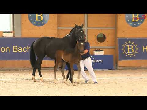 Tagessieg für ein Hengstfohlen von Bohemian aus der Herzdame v. Sezuan x Gribaldi