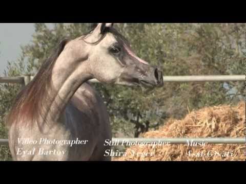 Zain Al Dean Laheeb  -  Mail :    talat.abudahish@gmail.com