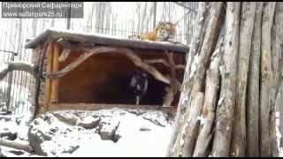 Taken in the Primorsky Safari Park in Russia, the goat was meant to be a meal for the Siberian tiger named Cupid.