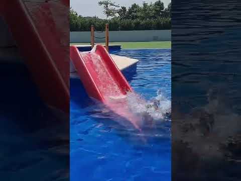 Dogs have a blast playing in the pool!
