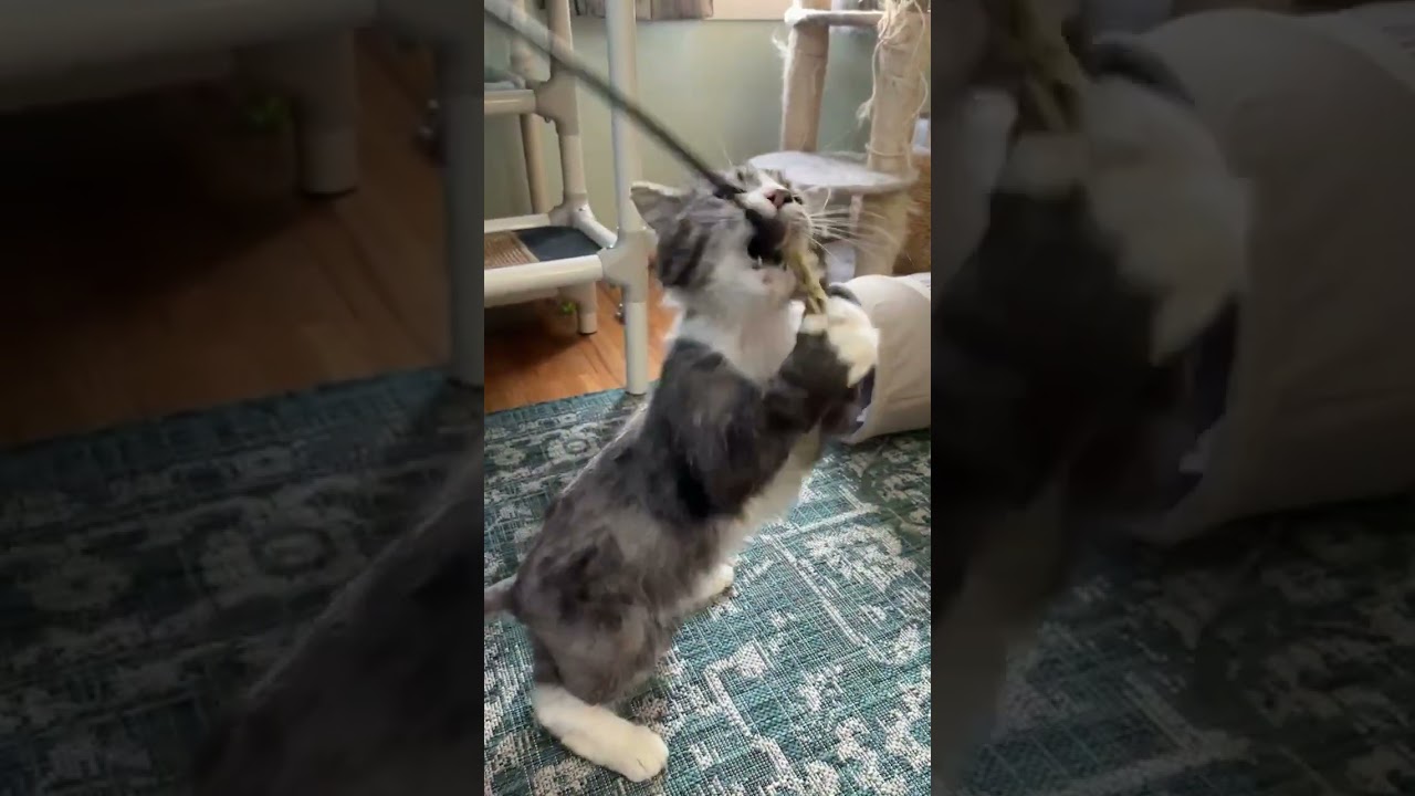 Jellyroll (Big Loveable Goofball), an adopted mixed breed in Rochester, NY video 2/4