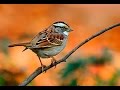 Международный день птиц! - 1 апреля - International Bird Day! 