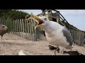 Seagulls Fighting Over Food