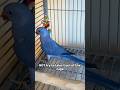 First Thing I Do With SHY Indian Ringneck Parakeet Parrot Taming