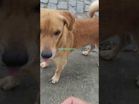 BARRO PRETO BAHIA/valentão da rua partiu pra sima