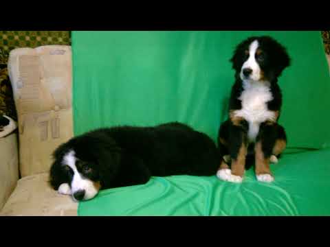 2 Karolina and Elisha January 28 2018